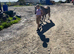 Welsh A Gelding, 10 Year, Pretty