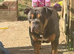 Olde English bulldog cross puppies for sale.