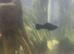 3x UK Bred Black Mollies (Poecilia sphenops)