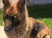 German Shepherd female