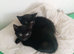 male and female kittens