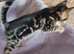 Bengal cross kittens