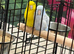 Baby parrotlets Glasgow