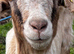 Female goats Anglo Nubian/Toggenburg/Boer