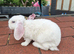 Mini lop plush