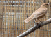 Cinnamon male songthrush