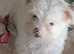 White Yorkshire Terrier Boy & Girl