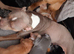 Staffordshire bull Terrier/American Staffy Puppies
