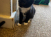 Stunning kitten for sale!