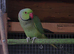 Indian ringneck boy