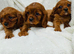 Cavalier King Charles puppy’s