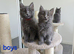Maine coon kittens