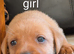 Kc registered Labrador puppy's