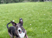 Male puppy