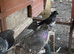 German crested trumpeters