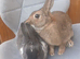 Rabbits