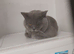 Gorgeous British shorthair boy looking for a home