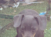 Stunning chiweenie puppies