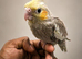 Baby handreared 8 week old cocaktiel