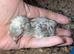 Hybrid day old chicks