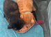 Beautiful kittens for sale