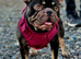 Female frenchie 3 years old