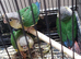 Pineapple / Green Cheek baby Conures