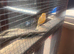 All different canaries