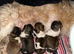 Shih- tzu x Puppies