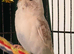 Budgies baby budgies available Wa7 area