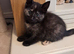 Lovely cuddly playful kittens