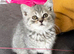 Beautiful British shorthair blue & blue spotted