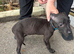 bull x lurcher pups