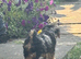 Merl boy puppy