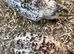 Coturnix quails