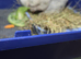 Male rabbit Milo