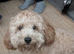 1yr old Male Cavapoo