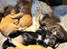 Beautiful working Cocker Spaniel puppies