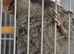 &ldquo;Lucky &ndash; Beautiful, Hand-Reared & Very Tame Talking Quaker&rdquo;