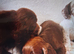 Cocker spaniel puppies