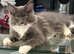 Gorgeous Reg. Maine Coon kittens from HEALTH TESTED PARENTS.