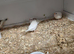 Young zebra finches