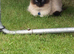 Oakley seal point ragdoll & Tinker