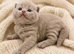 Champion GCCF British Shorthair Kittens