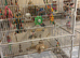 2 large bird cages plus 2 playstands