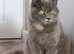 *Offers Considered* Beautiful Blue cream tortie