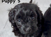 Stunning Fully DNA Health Tested F1 Maltipoo Puppies