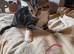 9 kittens ready for their new homes