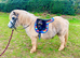 Prince - A Super Cute Mini Shetland