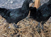 Hen - POL (1x)